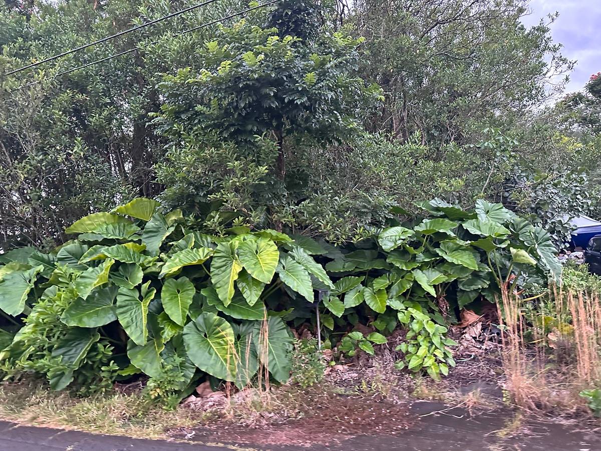 340 KAPUALANI ST HILO HI 96720