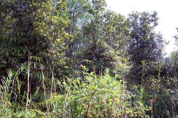 11-3204 LAUPAKA RD VOLCANO HI 96785