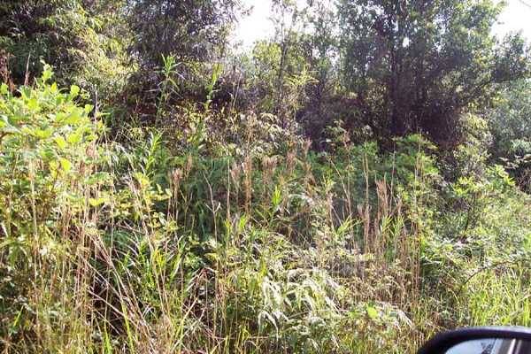 11-3204 LAUPAKA RD VOLCANO HI 96785