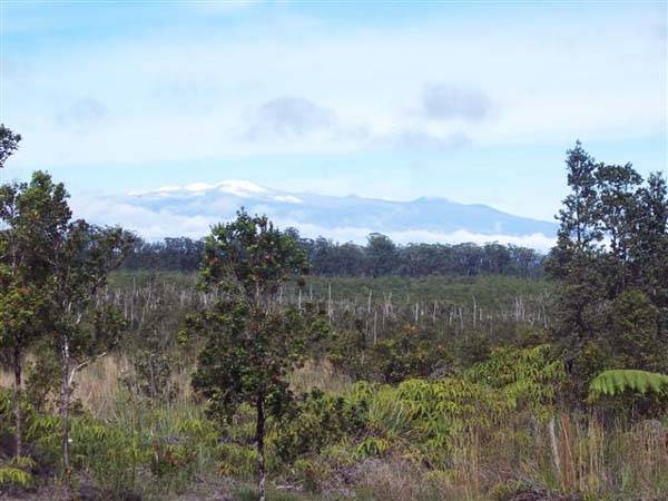 11-3204 LAUPAKA RD VOLCANO HI 96785