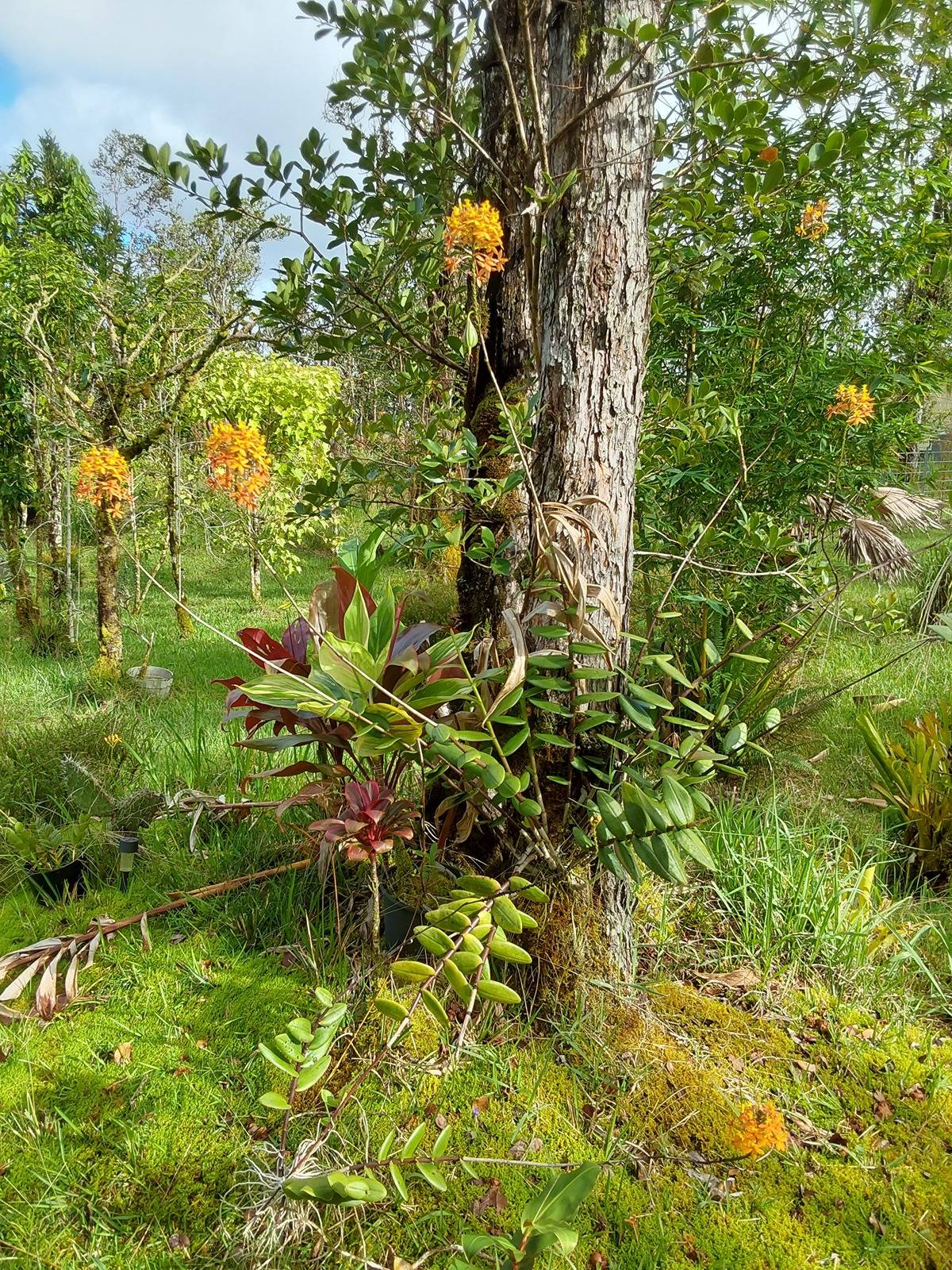 Big Island Listing Image