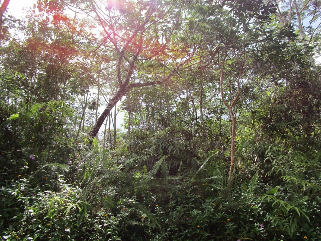 Big Island Listing Image