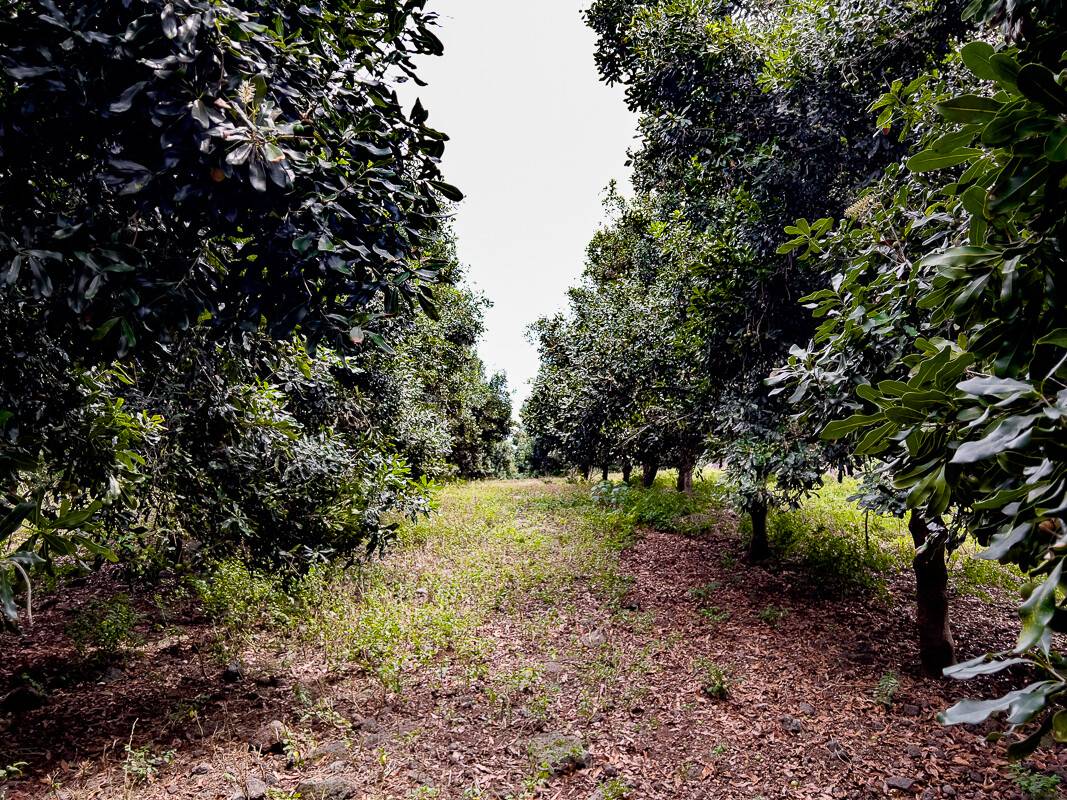 89-861 HAWAII BELT RD CAPTAIN COOK HI 96704