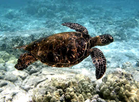 786659 ALII DR,KAILUA-KONA,HI,96740,USA