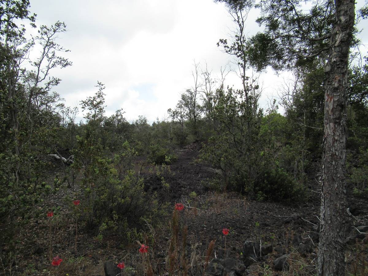 BAMBOO LN OCEAN VIEW HI 96737