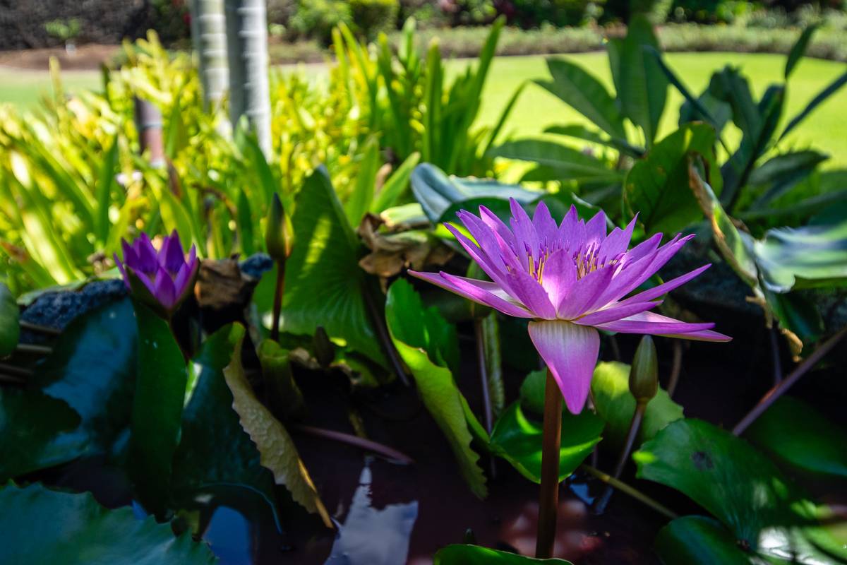 Big Island Listing Image