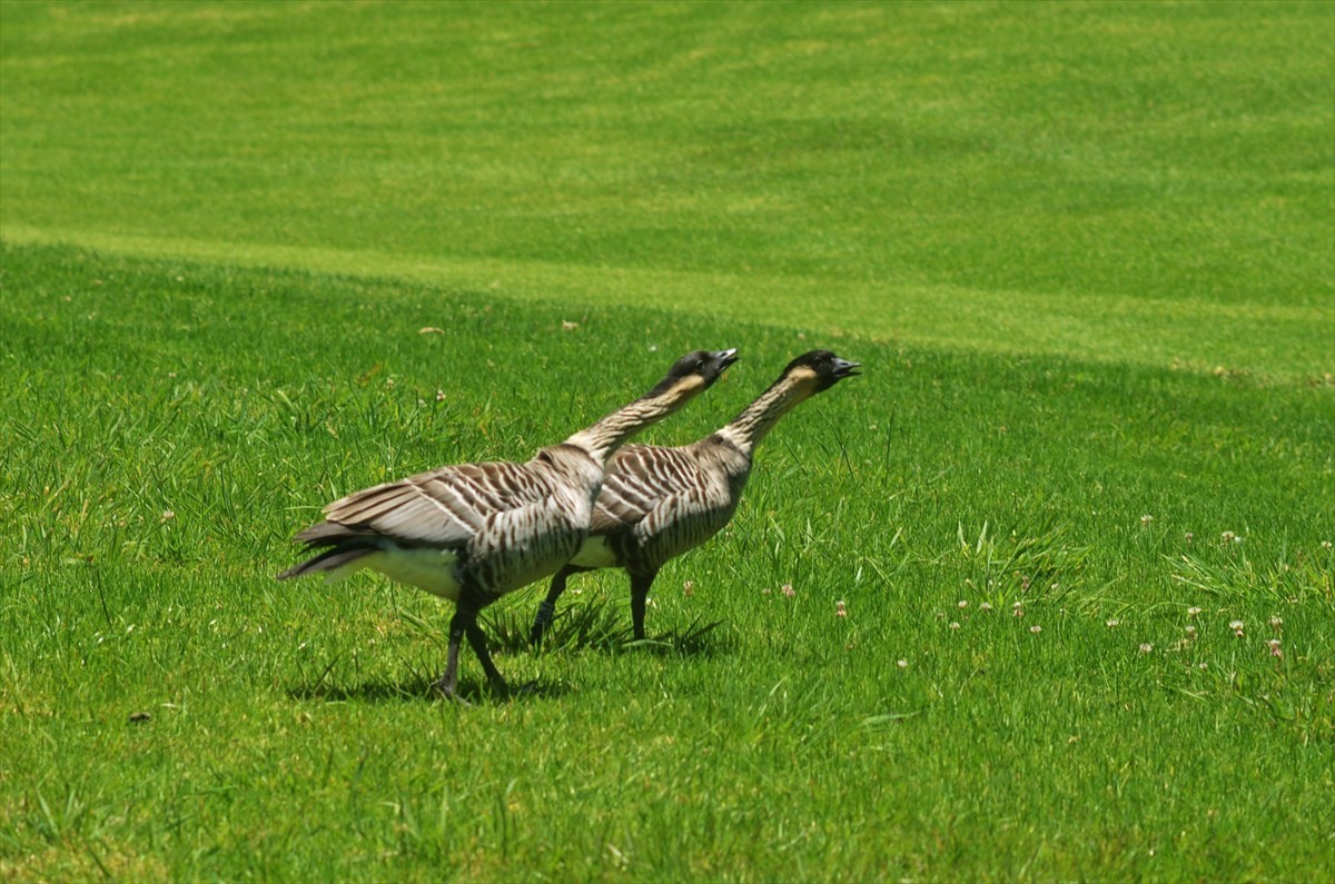 Big Island Listing Image