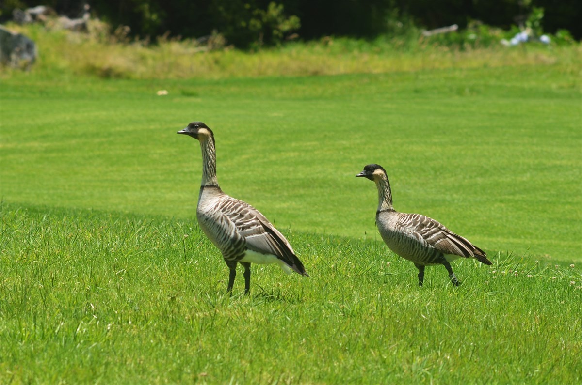 Big Island Listing Image