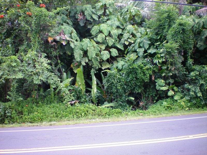 N KAWAKAWA ST PAHOA HI 96778