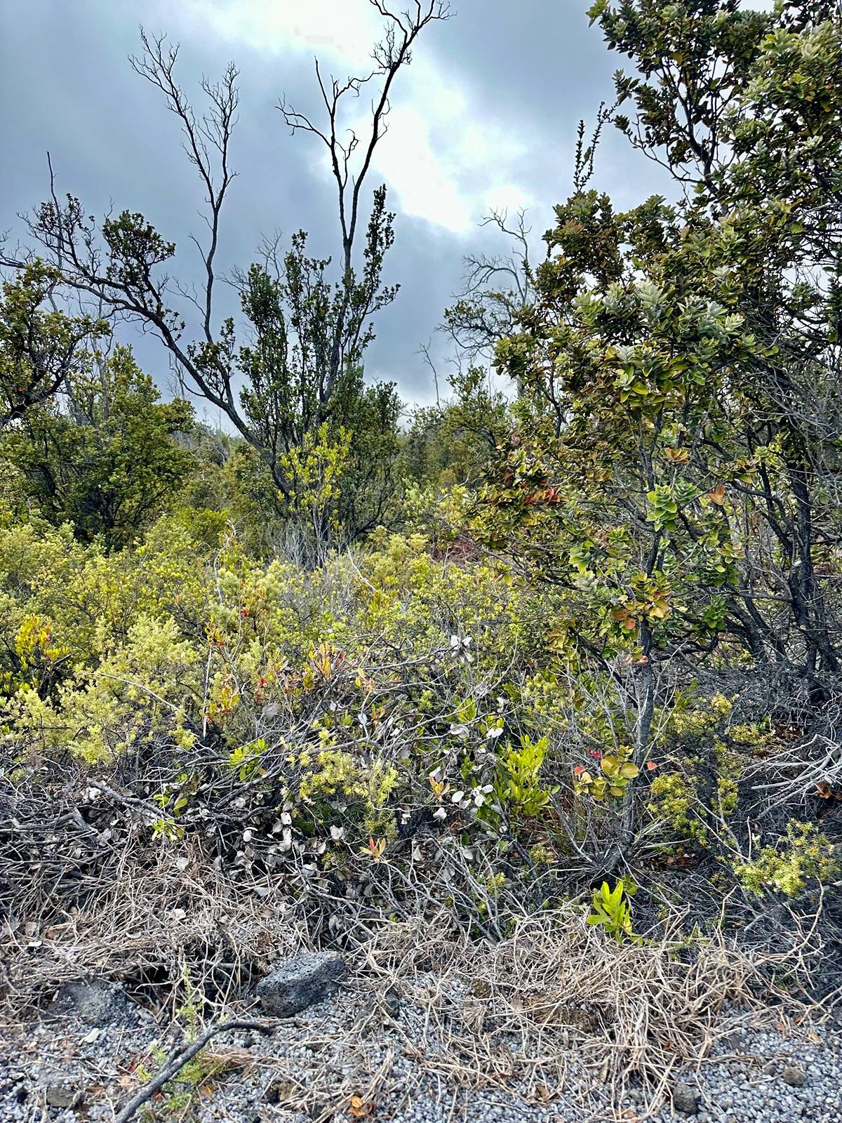 PINEAPPLE PKWY OCEAN VIEW HI 96737