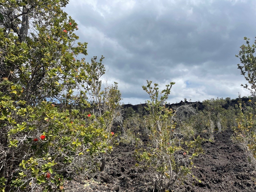 Big Island Listing Image