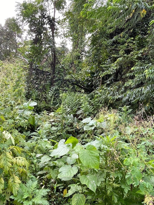 Big Island Listing Image