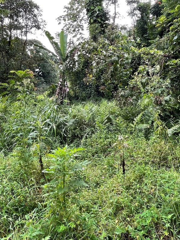 Big Island Listing Image