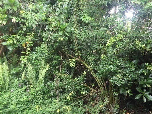 KALAPANA ST PAHOA HI 96778