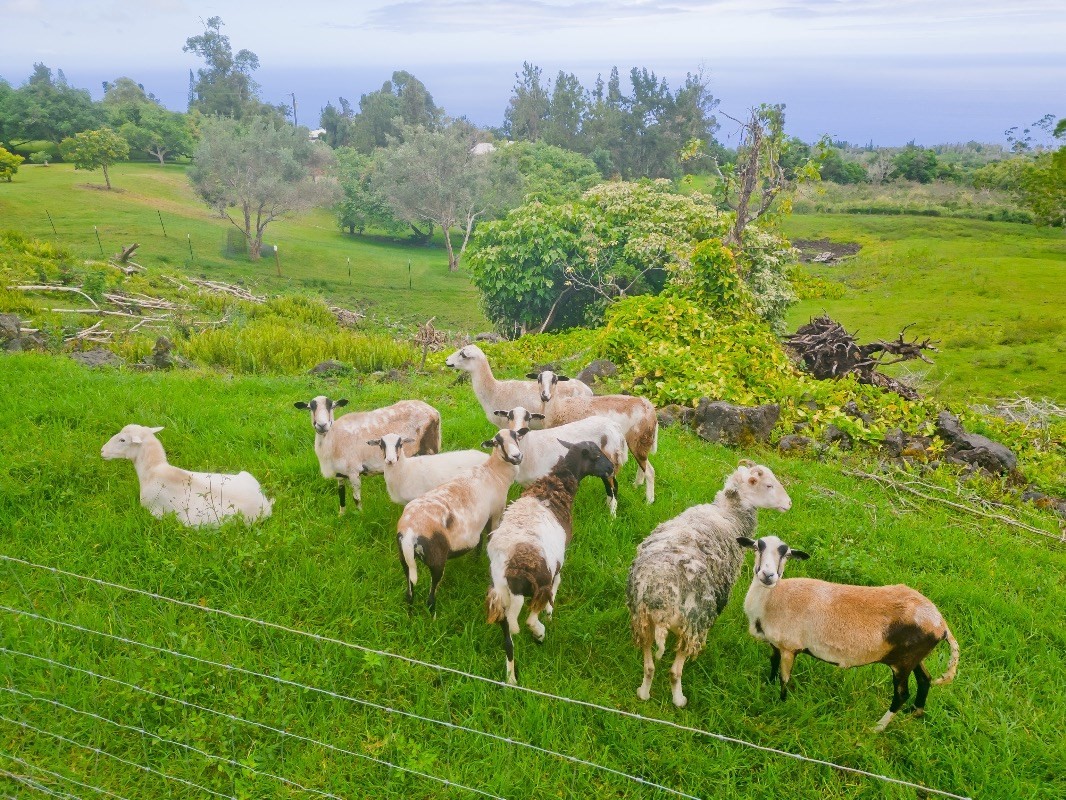 Big Island Listing Image