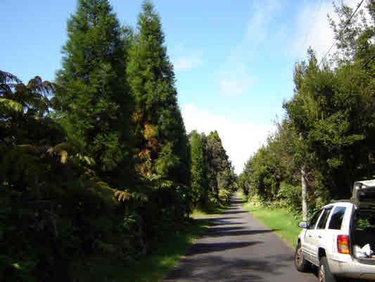 HAUNANI RD, VOLCANO, HI, 96785, USA