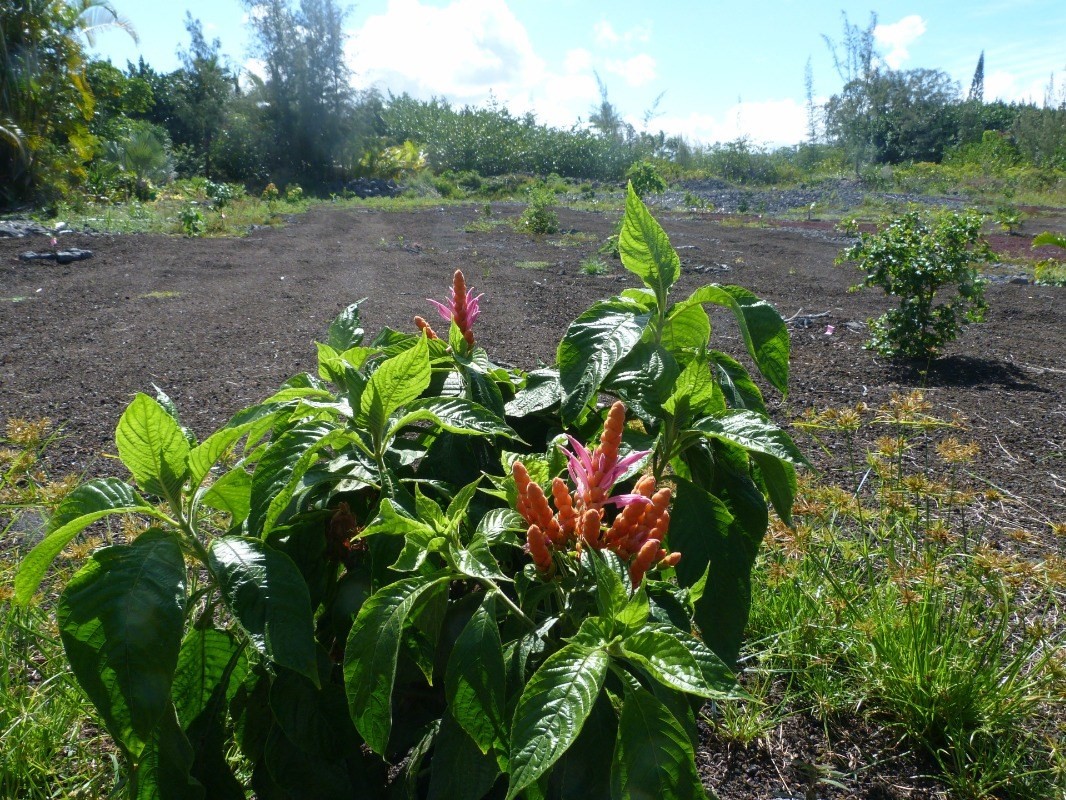 15-916 PARADISE ALA KAI DR KEAAU HI 96749