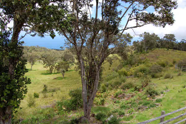 420877 HAWAII BELT RD, PAAUILO, HI, 96776, USA