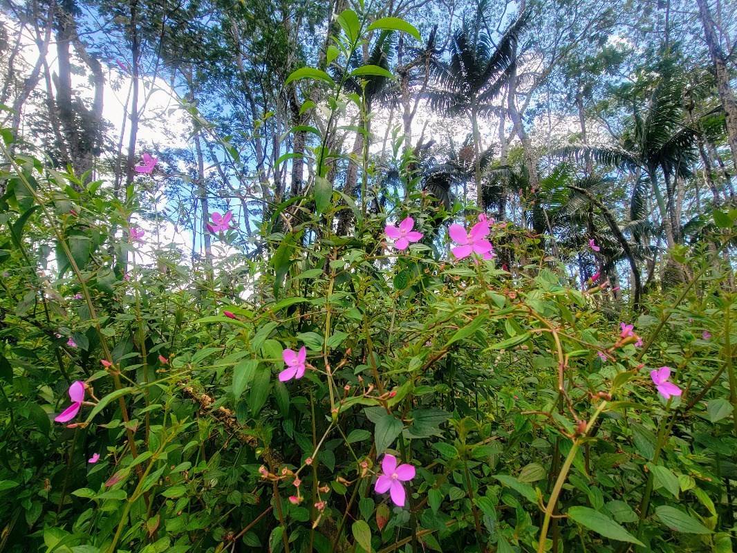 KAUAI RD PAHOA HI 96778