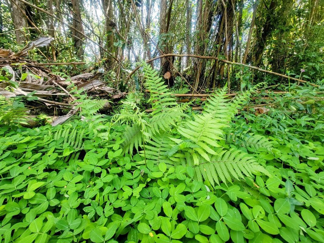 Big Island Listing Image