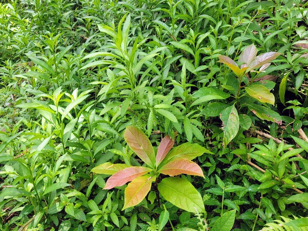 Big Island Listing Image