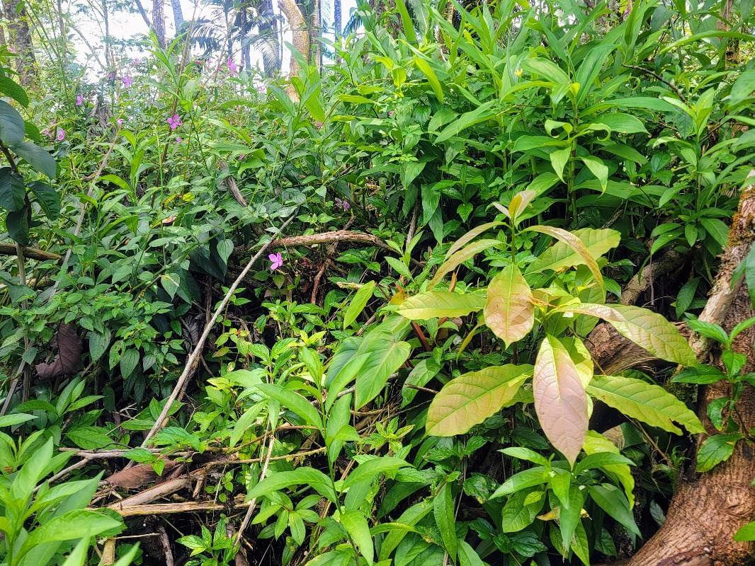 Big Island Listing Image