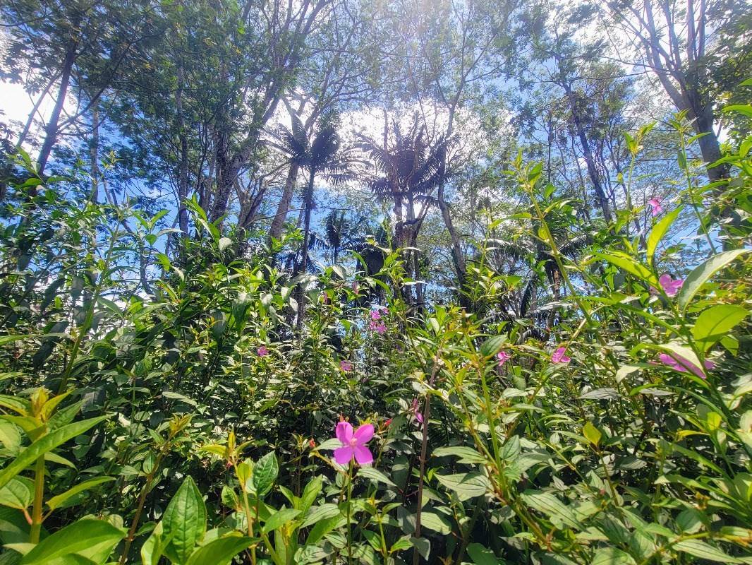 Big Island Listing Image