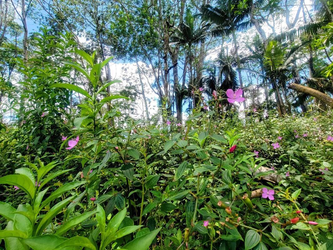 Big Island Listing Image