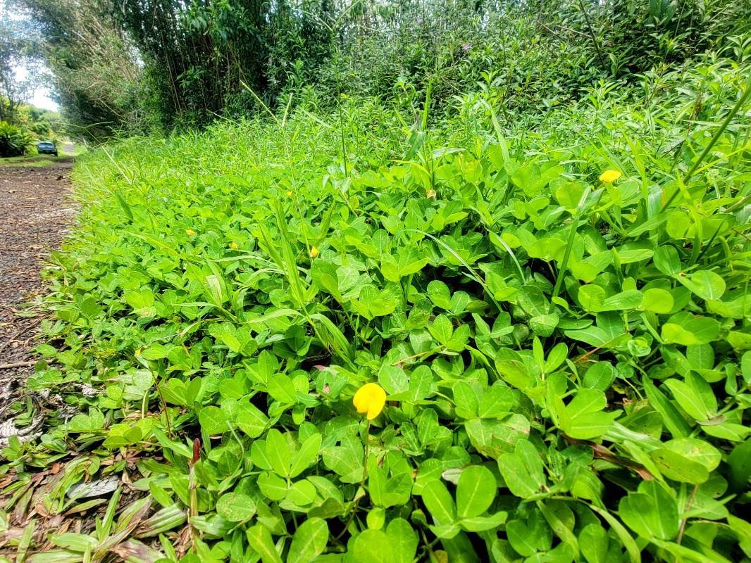 Big Island Listing Image