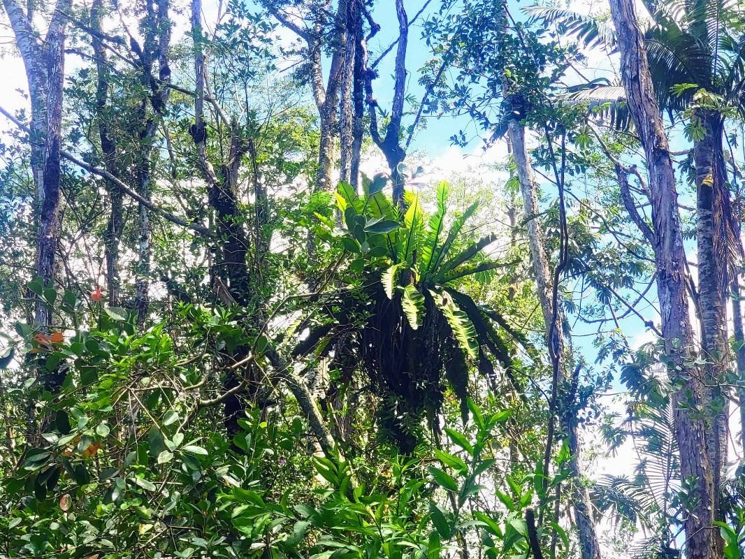 Big Island Listing Image