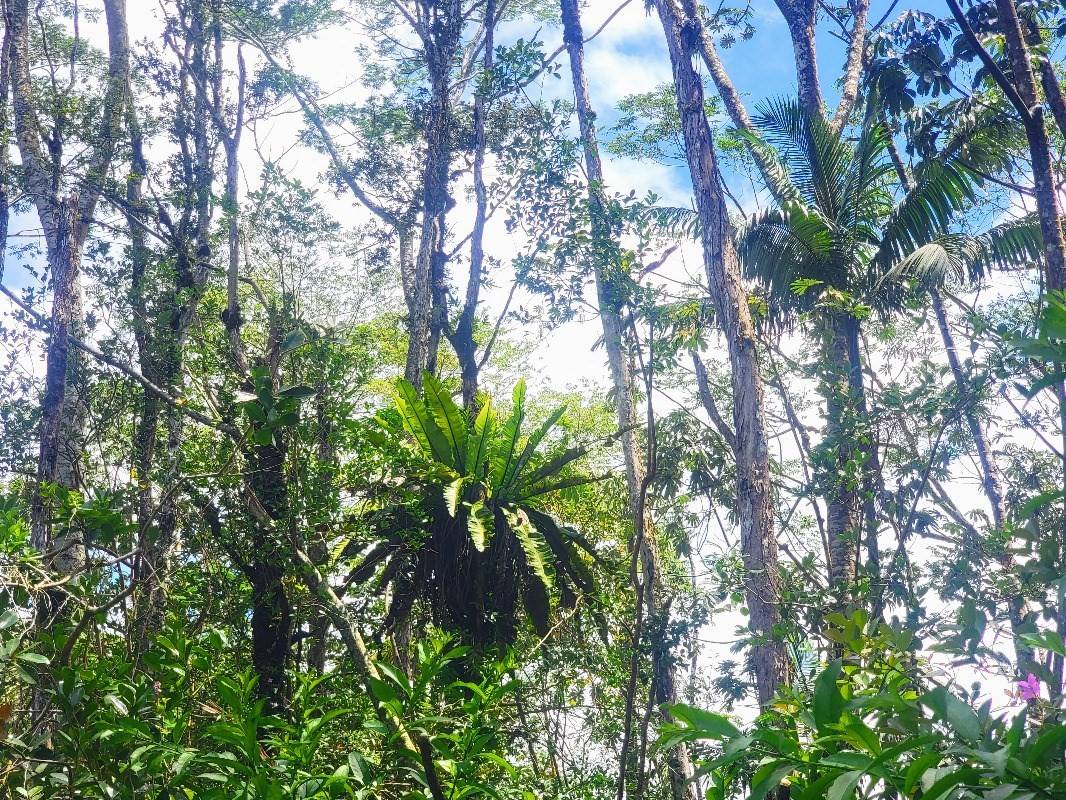 Big Island Listing Image