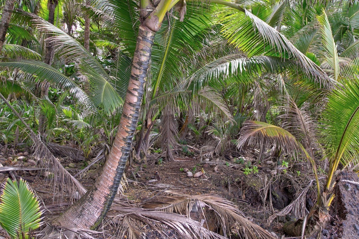 Big Island Listing Image