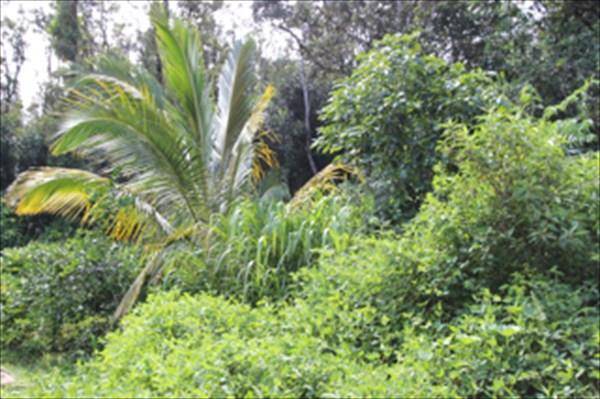 OCEAN VIEW PKWY PAHOA HI 96778