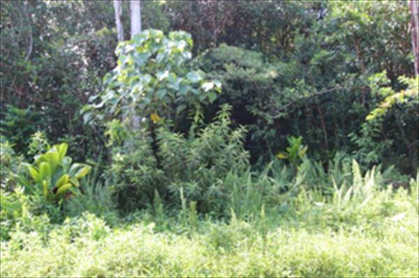 OCEAN VIEW PKWY PAHOA HI 96778