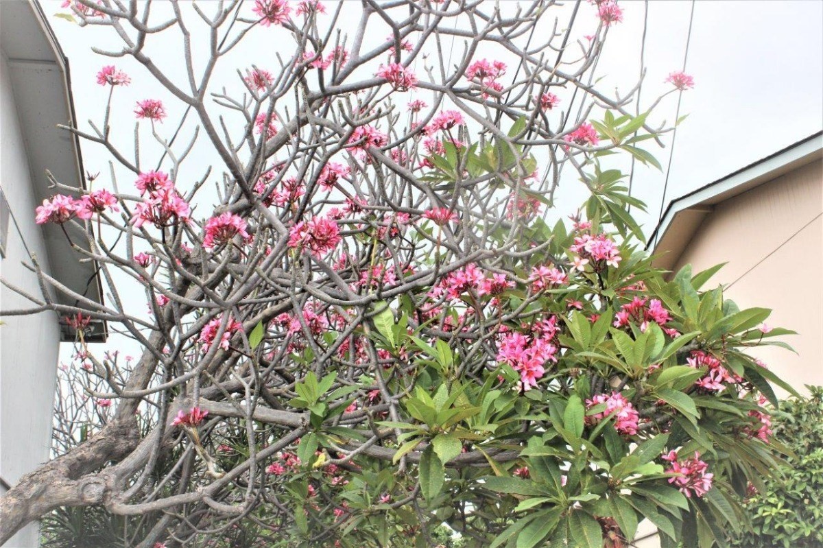 Big Island Listing Image