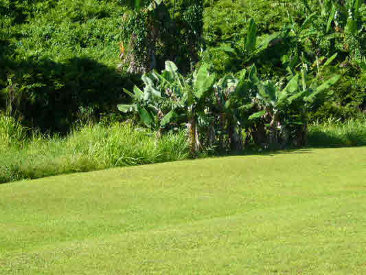 283320 HAWAII BELT,HONOMU,HI,96728,USA