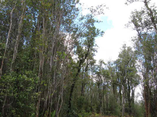 3 Lush Acres in Puna, Big Island of Hawaii, MLS#225348