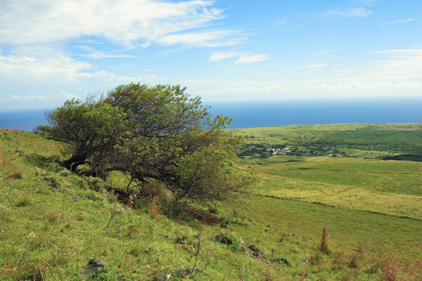 955626 MAMALAHOA HWY,NAALEHU,HI,96772,USA