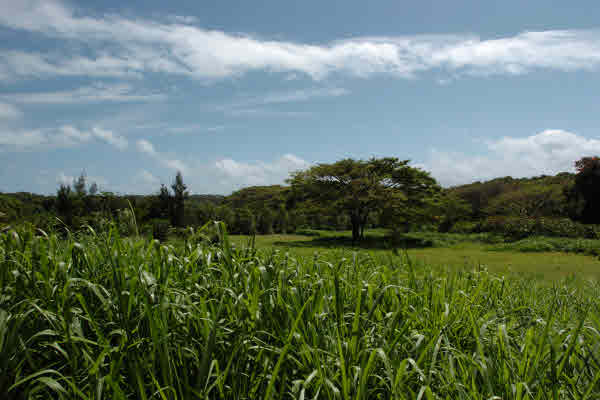 5373 HAUAALA RD, Kapaa, HI 96746
