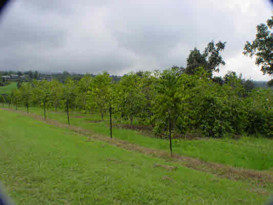 MLS No. 225253 - North Kona