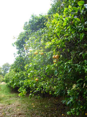 946448A MAMALAHOA HWY,NAALEHU,HI,96772,USA
