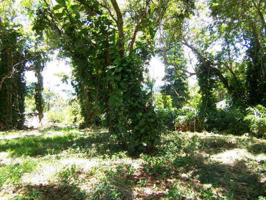 352047 MAMALAHOA HWY,PAPAALOA,HI,96780,USA