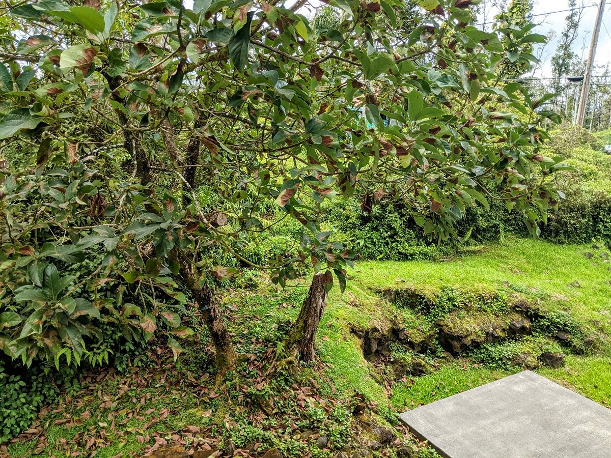 Big Island Listing Image