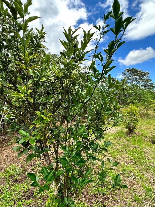 Big Island Listing Image