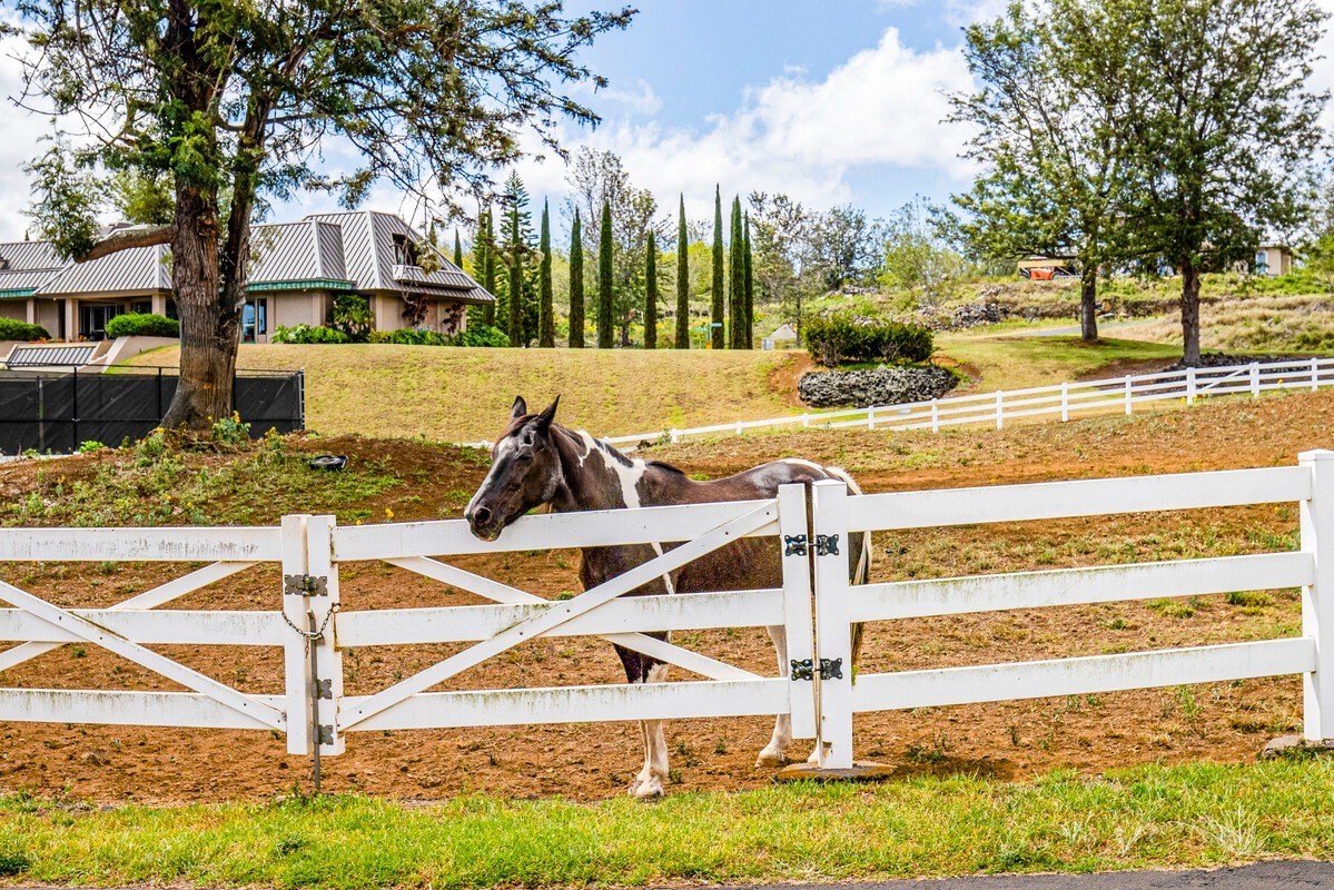 Big Island Listing Image