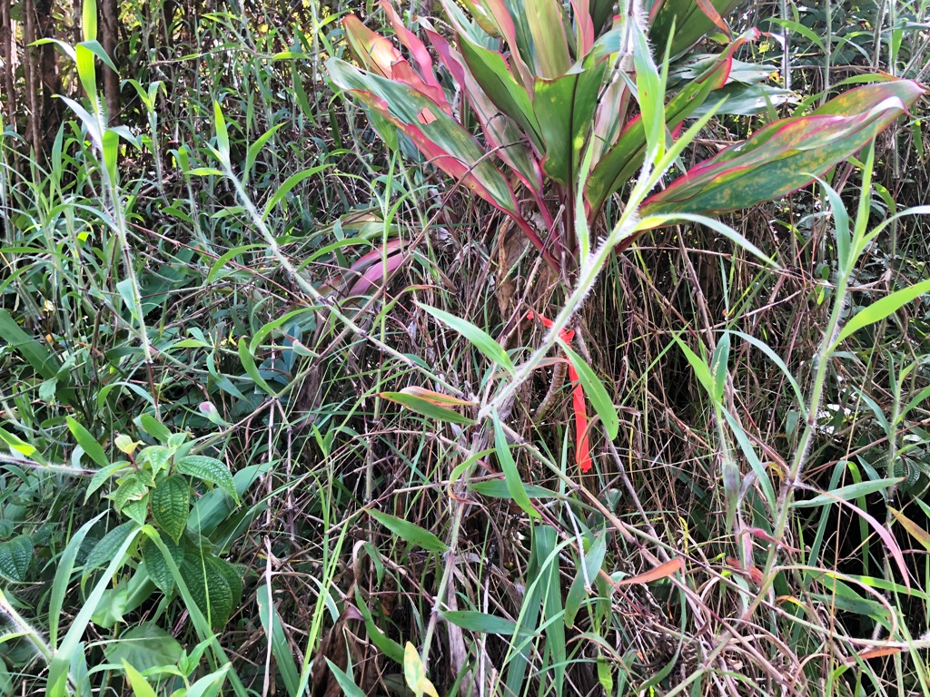 Big Island Listing Image