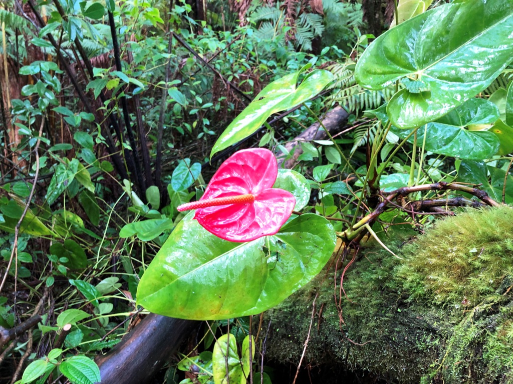 Big Island Listing Image