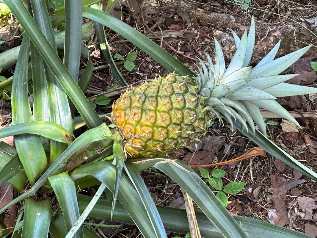 Big Island Listing Image