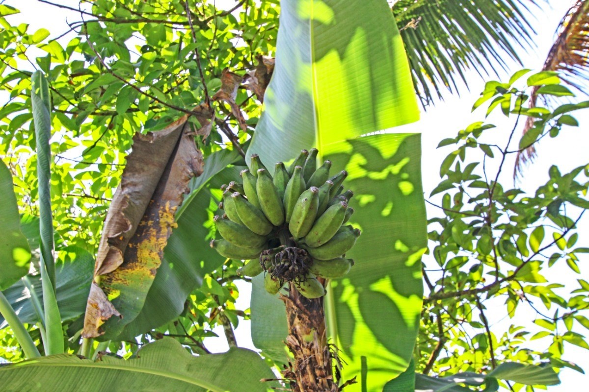 Big Island Listing Image