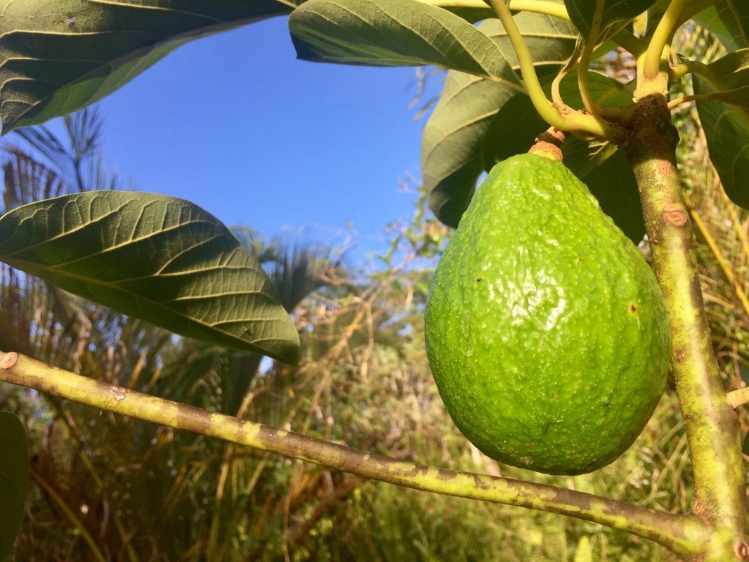 Big Island Listing Image